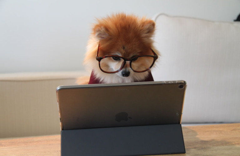 cookie the pom gySMaocSdqs unsplash